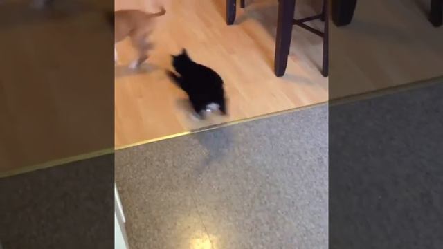 Доминирующие коты