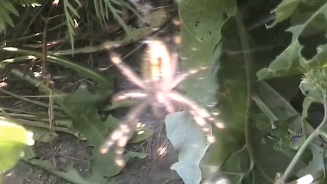 Паук-оса, или Аргиопа Брюнниха смотреть онлайн