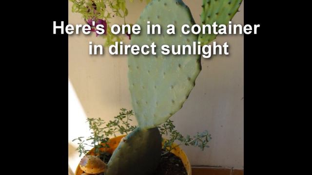 Growing cactus fruits are easy смотреть онлайн