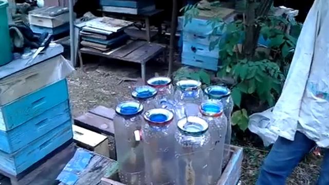 Заполняем нуклеусы Джинн роевыми маточникам и пчелами для вывоза на облётник. смотреть онлайн