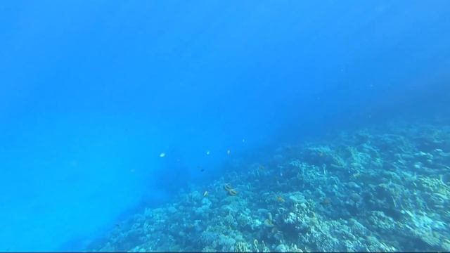 Снорклинг на рифе Отеля Royal Albatros Moderna, Египет | Под водой с маской и ластами