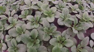 ГЛАВНЫЕ СЕКРЕТЫ ВЫРАЩИВАНИЯ ПРИМУЛЫ БЕССТЕБЕЛЬНОЙ.