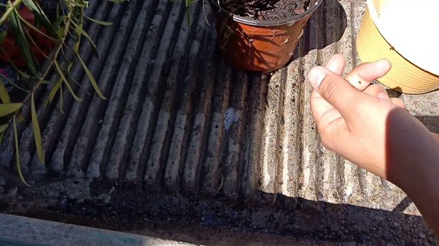 Cochinilla escudera | Eliminarla de forma natural y preven la reaparición | Un día en el Jardín смотреть онлайн