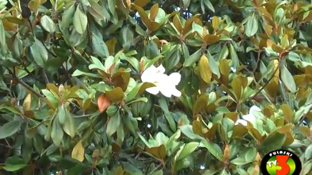 PTVT Moment Magnolia смотреть онлайн