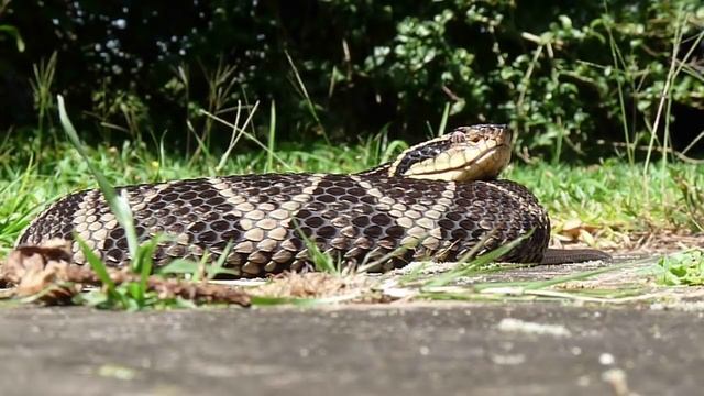 Serpente Jararacuçu (Bothrops jararacussu) смотреть онлайн