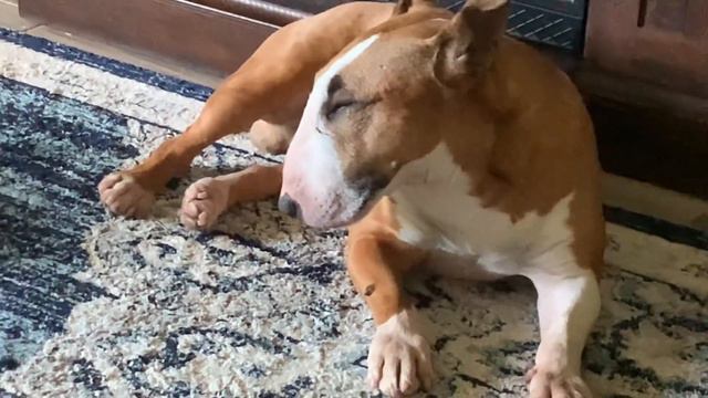 Cute Teddy BullTerrier. Милый Бультерьер Тедди. смотреть онлайн