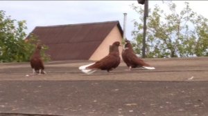 Голуби красной масти.