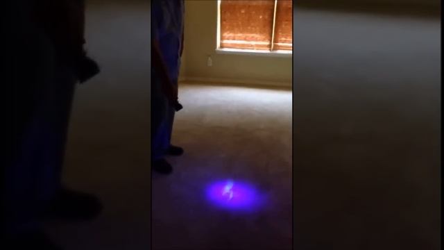 How to find pet urine stains using a UV Flashlight смотреть онлайн