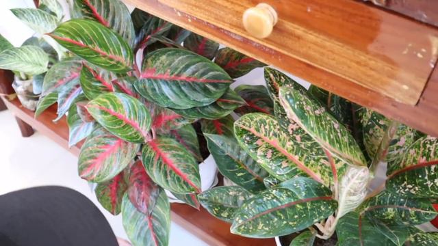 BRIGHTEN UP YOUR HOME WITH THESE HOUSEPLANTS!! смотреть онлайн