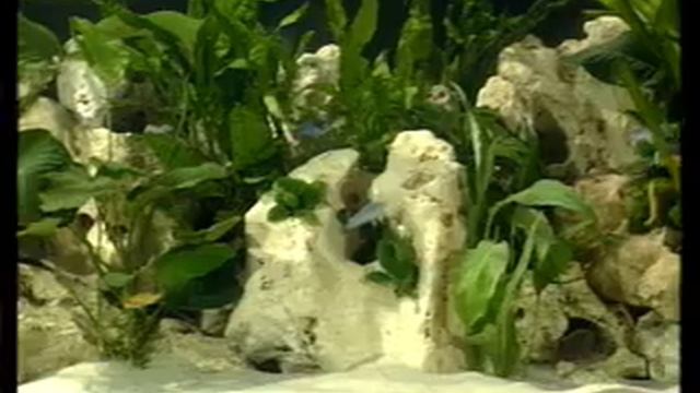 SERA - The CD for your desired aquarium (Clip5) смотреть онлайн