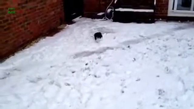 Коты играют в снегу смотреть онлайн