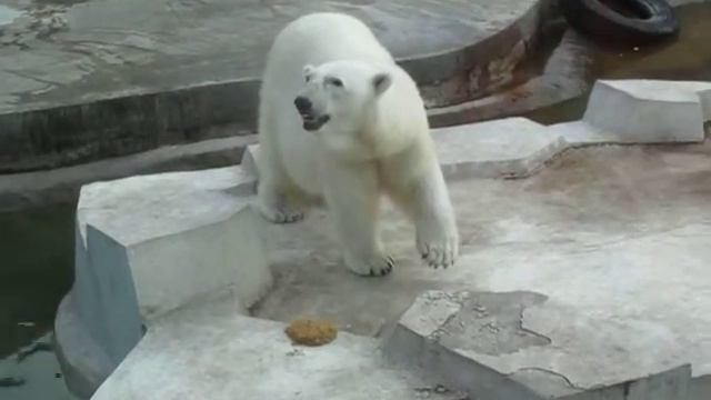 Белый Медведь танцует смотреть онлайн