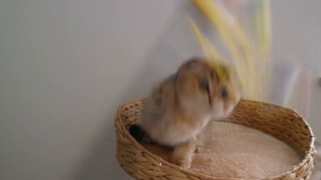 Scottish Fold girl/golden shaded смотреть онлайн