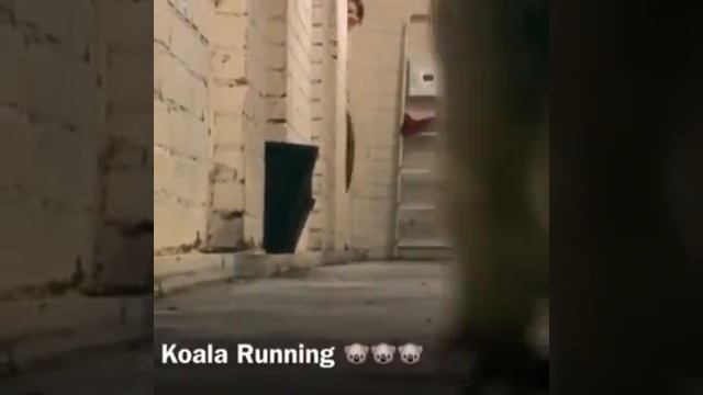 просто коала бежит смотреть онлайн