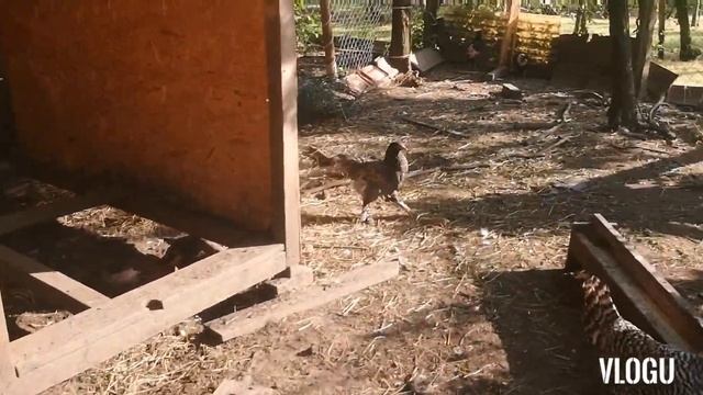 Праздник на нашей улице. смотреть онлайн