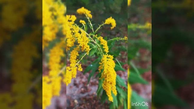 Лес, точно терем расписной,ловый, золотой, багряный,Вселой, пестрою стенойСтоит над светлою поляной смотреть онлайн
