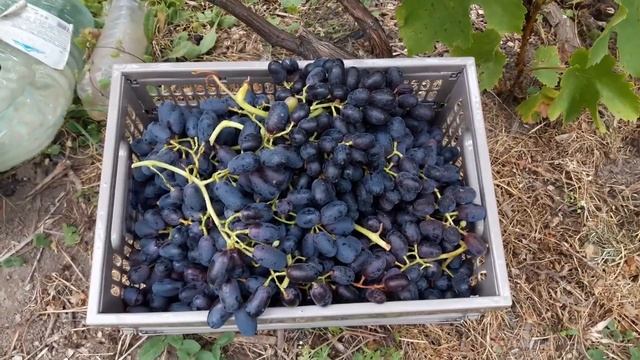 УРОЖАЙ винограда УЗБЕКСКИЙ Киш Миш в ПОДМОСКОВЬЕ! ТопСад смотреть онлайн