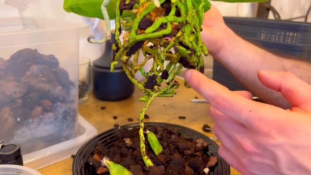 ПЕРЕСАДКА ОРХИДЕИ в большую ВАЗУ квадратной формы! Использую крупную кору. смотреть онлайн