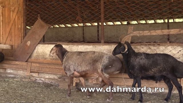 Гиссарские овцы - НЕСКОЛЬКО КУЧКАРОВ ХОЗЯЙСТВА БАРАКАТ НА ОТКОРМЕ смотреть онлайн