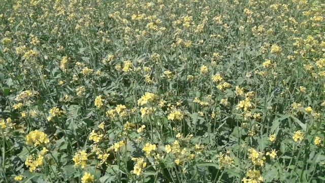 Гірчиця досліджує на шкідники смотреть онлайн