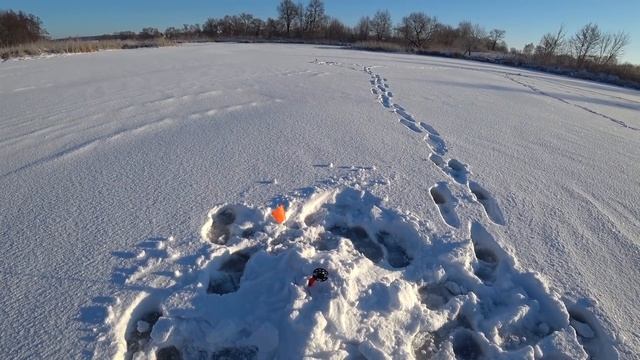 Расставил жерлицы под огородом, что из этого вышло? Какие же они хитрые! Рыбалка на щуку зимой смотреть онлайн