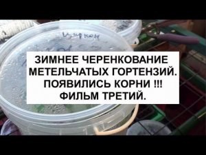 Зимнее черенкование метельчатых гортензий.Появились корни !!! Фильм третий.