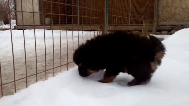 Щенок тибетского мастифа смотреть онлайн