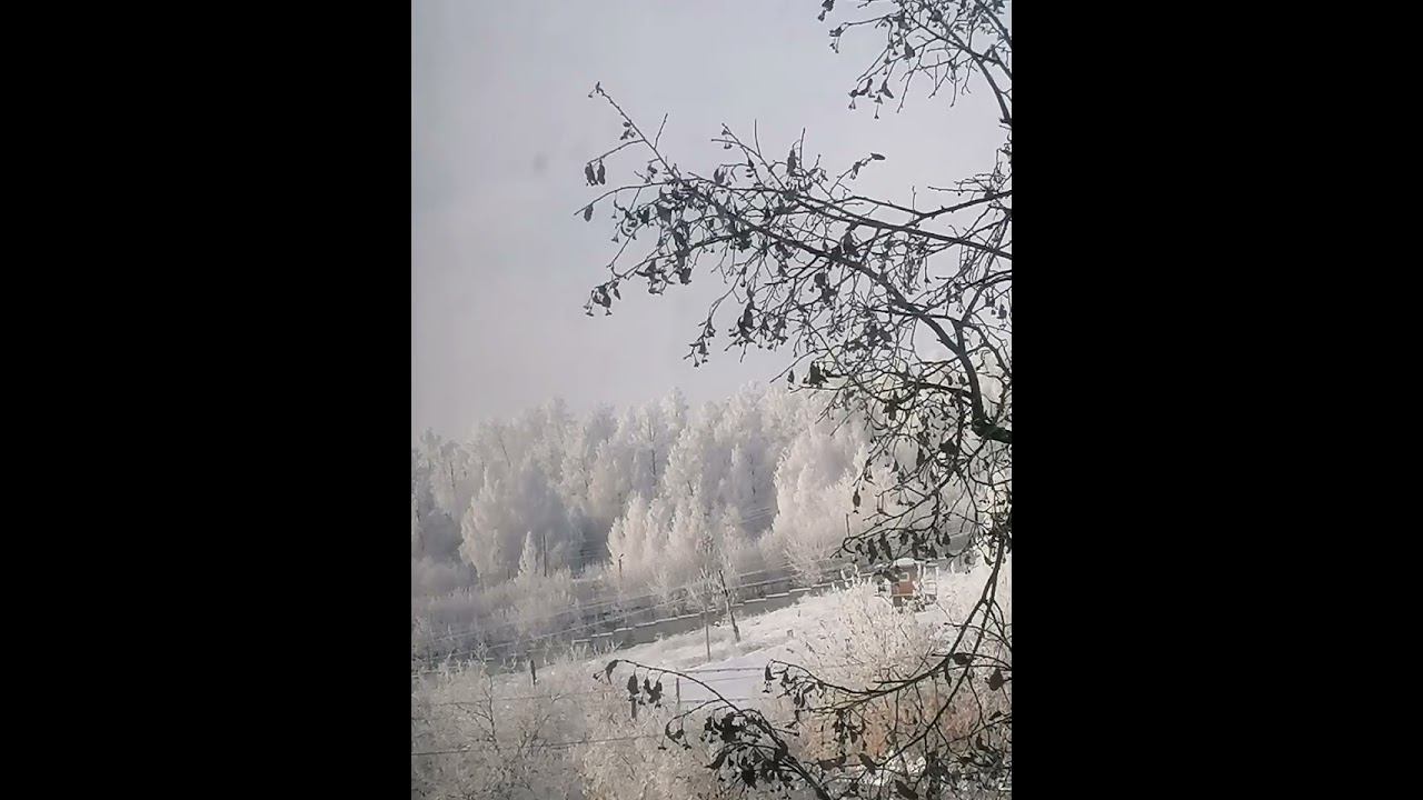 Скоро Новый год! А у вас Ёлка уже стоит? смотреть онлайн