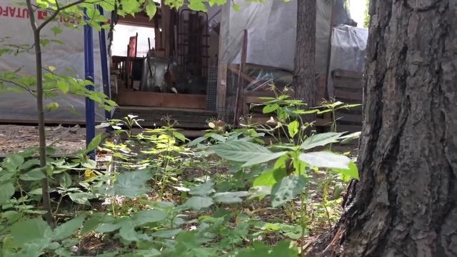 Ли Сяо / Alice the Fox Лиса Алиса (В дровах была замечена мышь) смотреть онлайн