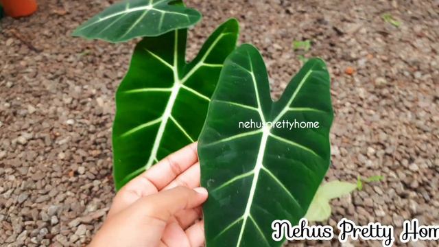 ഞാൻ പുതിയതായി വാങ്ങിയ ചെടികൾ|My New Plants|New Plant Collection|Caladium|Alocasia|Syngonium|Dumbcan