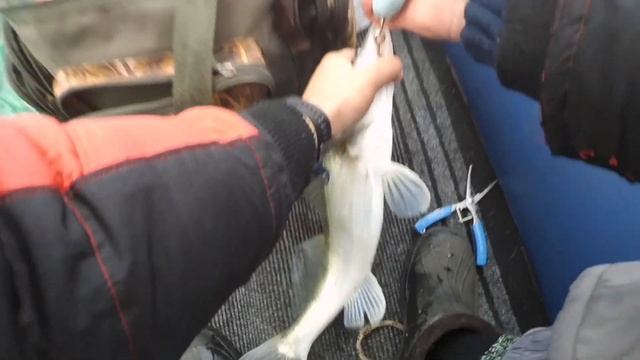 Хорошие судаки на Дону, осенний джиг)) смотреть онлайн