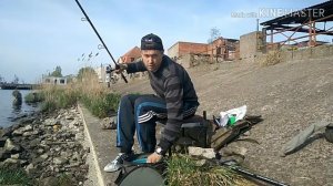 Огромная Плотва и бодрая Густера весной, в Калининграде.