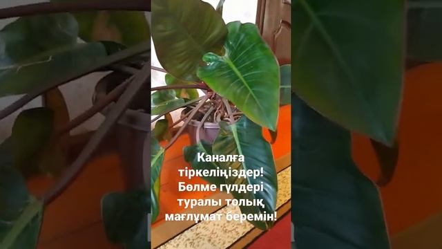 Краснеющий филодендрон. смотреть онлайн