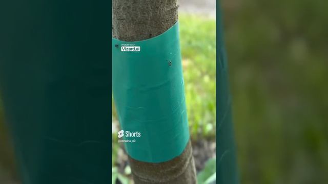 Как бороться с муравьями