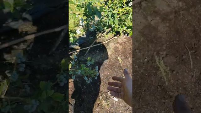 голубика на 2 июля 22г  срез .с-з Подмосковье