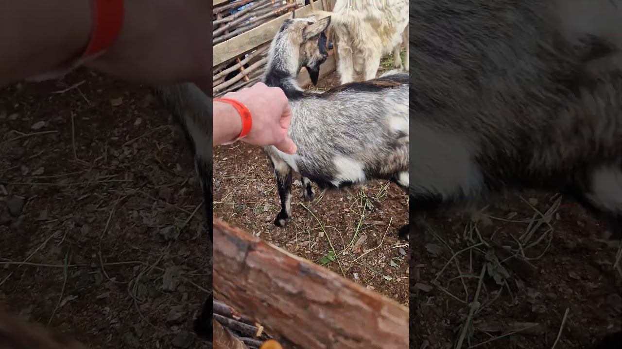 ▷Овцы и козел◁ смотреть онлайн