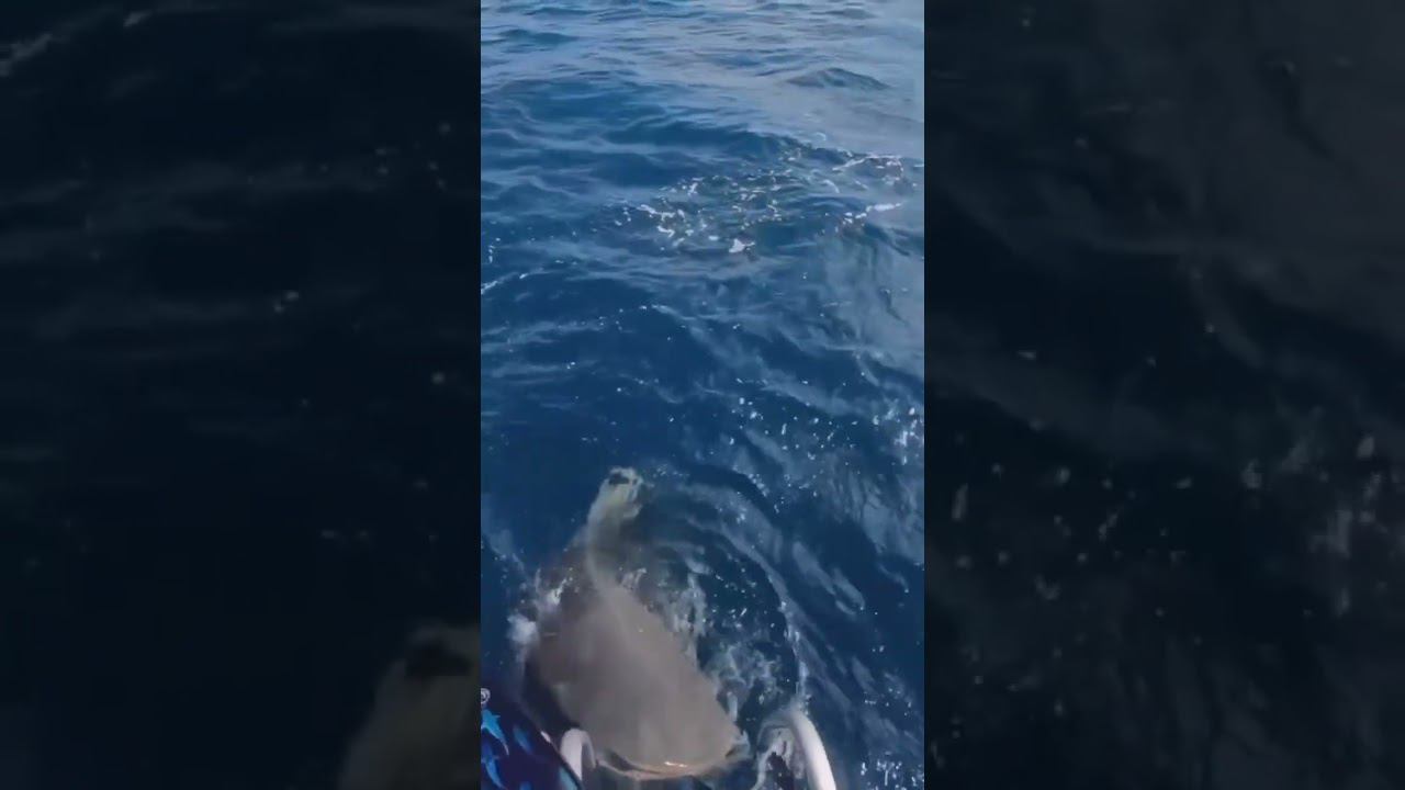 морской Тузик хочет поиграть смотреть онлайн