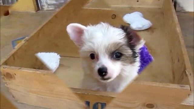 Chinese crested powderpuff смотреть онлайн