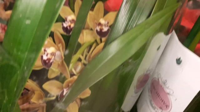 ОРХИДЕИ В ОБИ смотреть онлайн