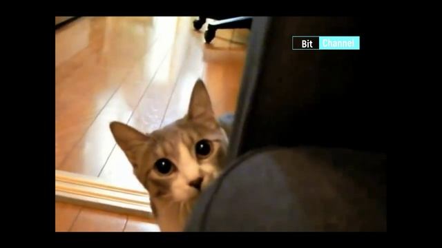 Уникальная тик-ток подборка смешных животных март 2023. Смотреть всем. Плакать от смеха. lustige Tie смотреть онлайн