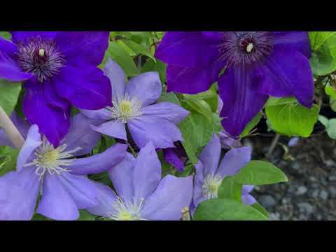 ПОЧЕМУ увядают побеги у клематисов? смотреть онлайн