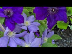 ПОЧЕМУ увядают побеги у клематисов?