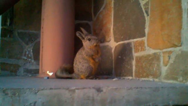 The Cleanroom Viscacha at Magellan #2 смотреть онлайн