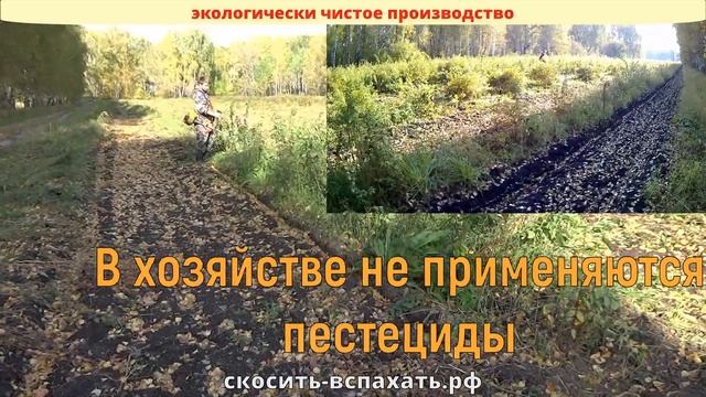 Покос травы на больших площадях, участках в Новосибирске. Сбор ягоды в Новосибирске.