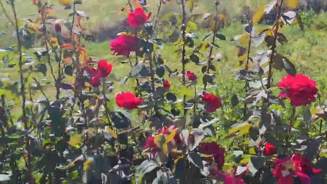 Mr.Lincoln , Fresia and Double Delight Roses in my garden