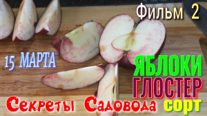 Яблоки Сорт ГЛОСТЕР. Фильм 2. Долежали до 15 Марта! Знакомство с Сортом. "Секреты Садовода"