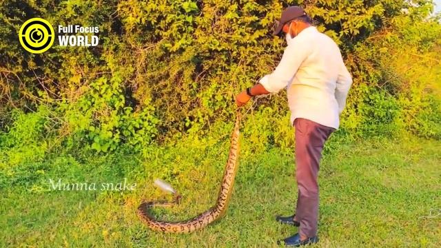Top 10 LARGEST SNAKES Ever Discovered! Biggest Snake In The World