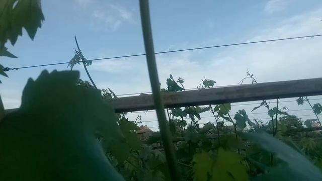 Что делать если побеги доросли до верхней проволоки смотреть онлайн