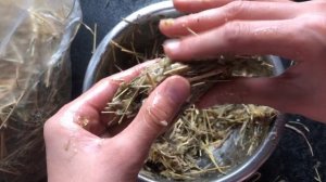 VLOG Мой день с морскими свинками|рецепт лакомства для морских свинок|СВИНКИ с МОРЯ