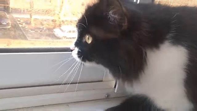 Разговор с птицей (кошка чирикает) смотреть онлайн